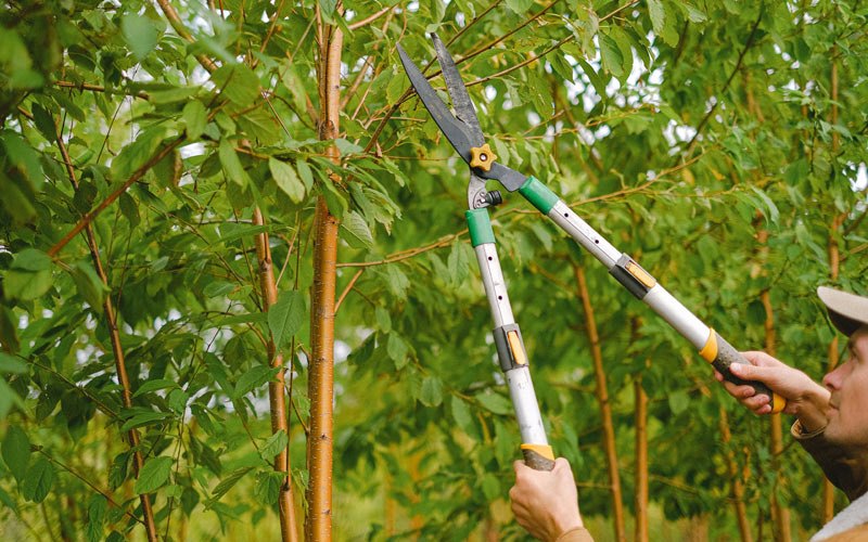 Tree trimming in North Spring, WV